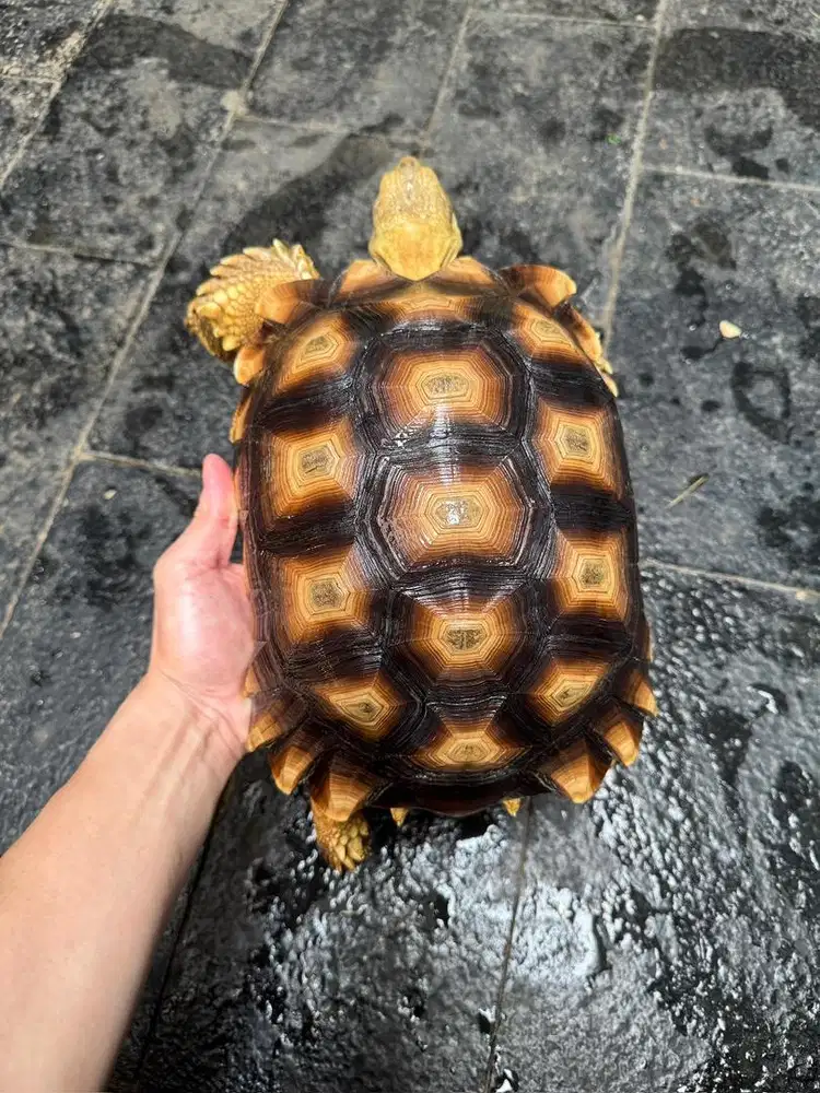 Sulcata 29-30cm