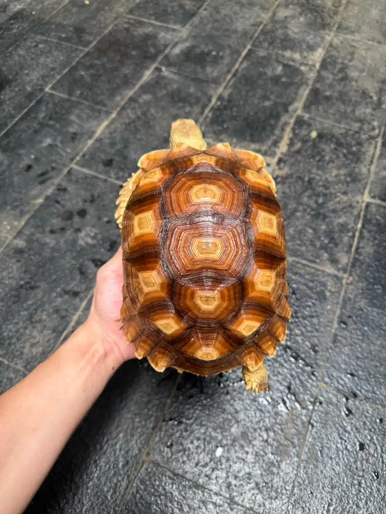 Sulcata 24-25cm