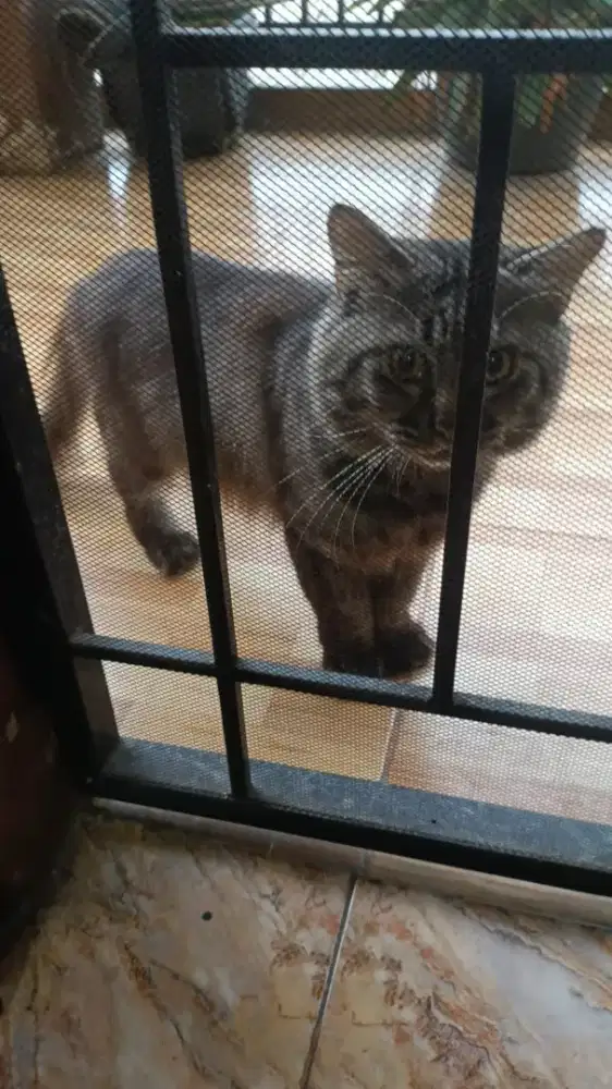 Kucing Persia jantan dan betina