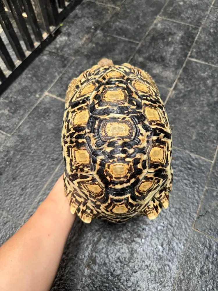 Parda betina 28-30cm