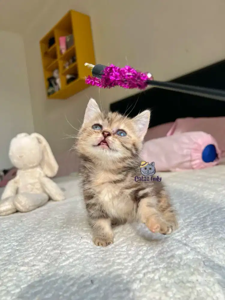 BSH BRITISH SHORT HAIR GOLDEN BLACK KITTEN MUNCHKIN DAN STANDARD