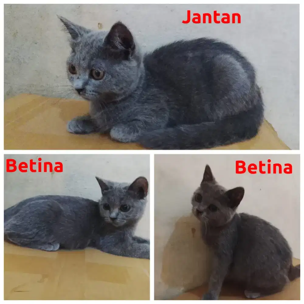 BSH BRITISH SHORT HAIR BLUE SOLID J&B KITTEN