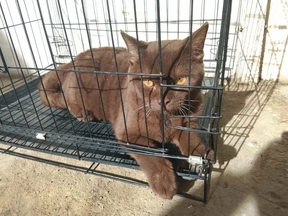 BSH BRITISH SHORT HAIR CHOCO LINE CINAMON