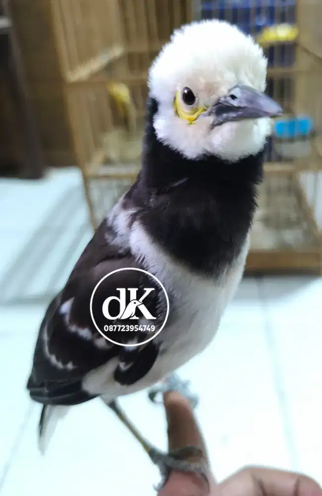 Jalan Hongkong Gacor