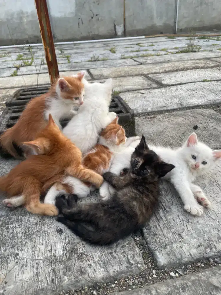 Kucing persia kitten borongan 6 ekoe