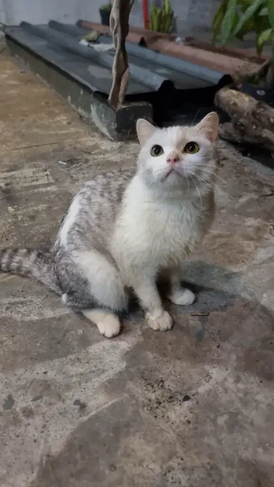 Kucing BSH Jantan Steril