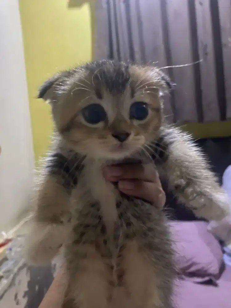 SCOTISH FOLD TRIPLE FOLD GOLDEN DAN MUNCHKIN