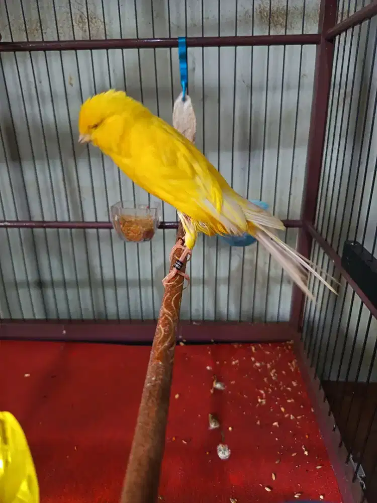 Kenari rasmi ring2025 (minus)