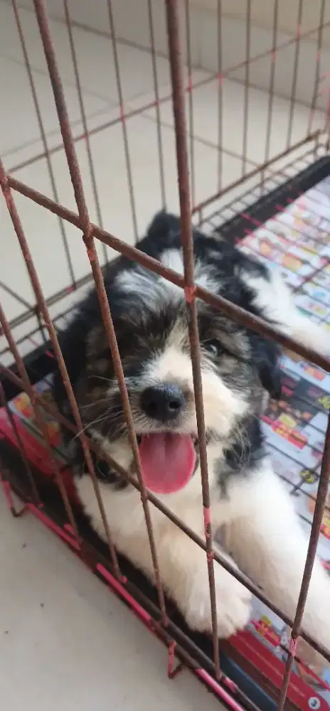 Anjing lucu ras mini