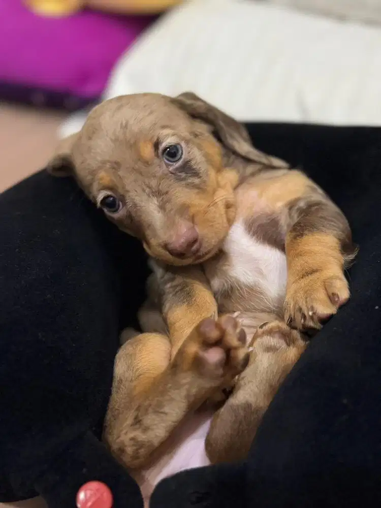 Open adopt Pure Tekel Dapple