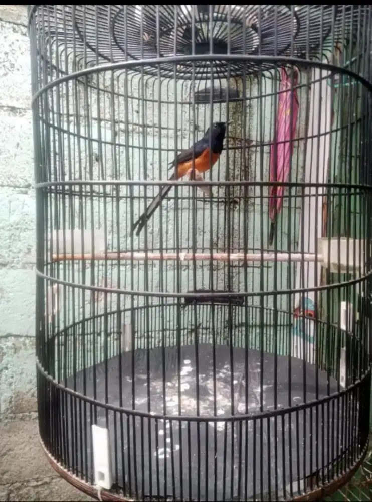 Jual beli burung murai muda