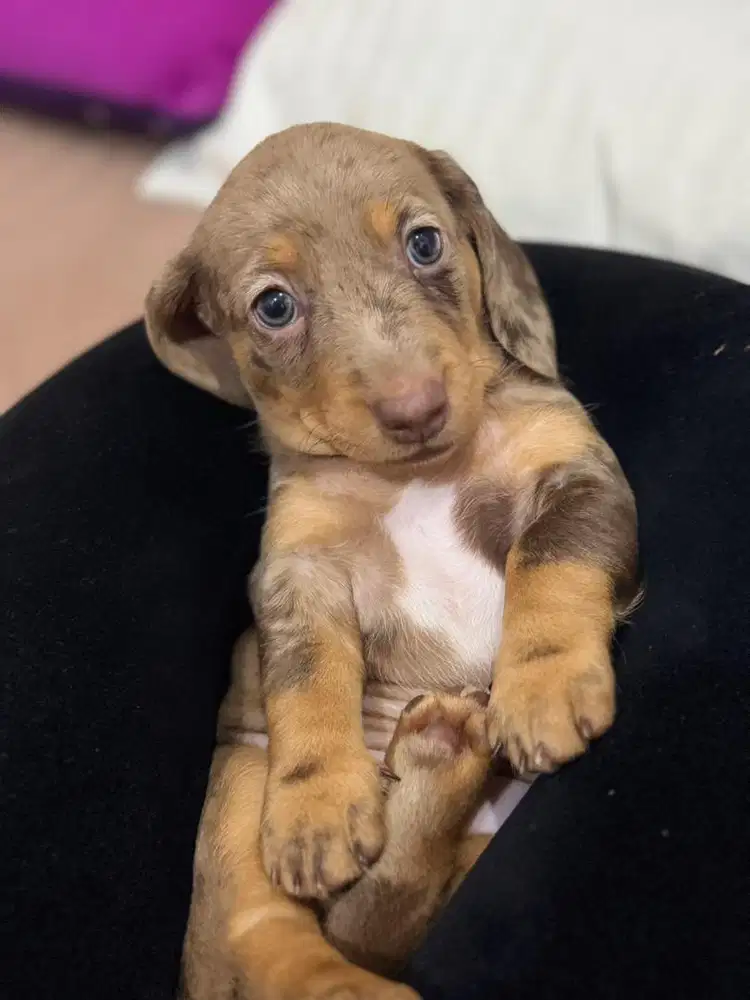 Opent Adopt Stambun Tekel