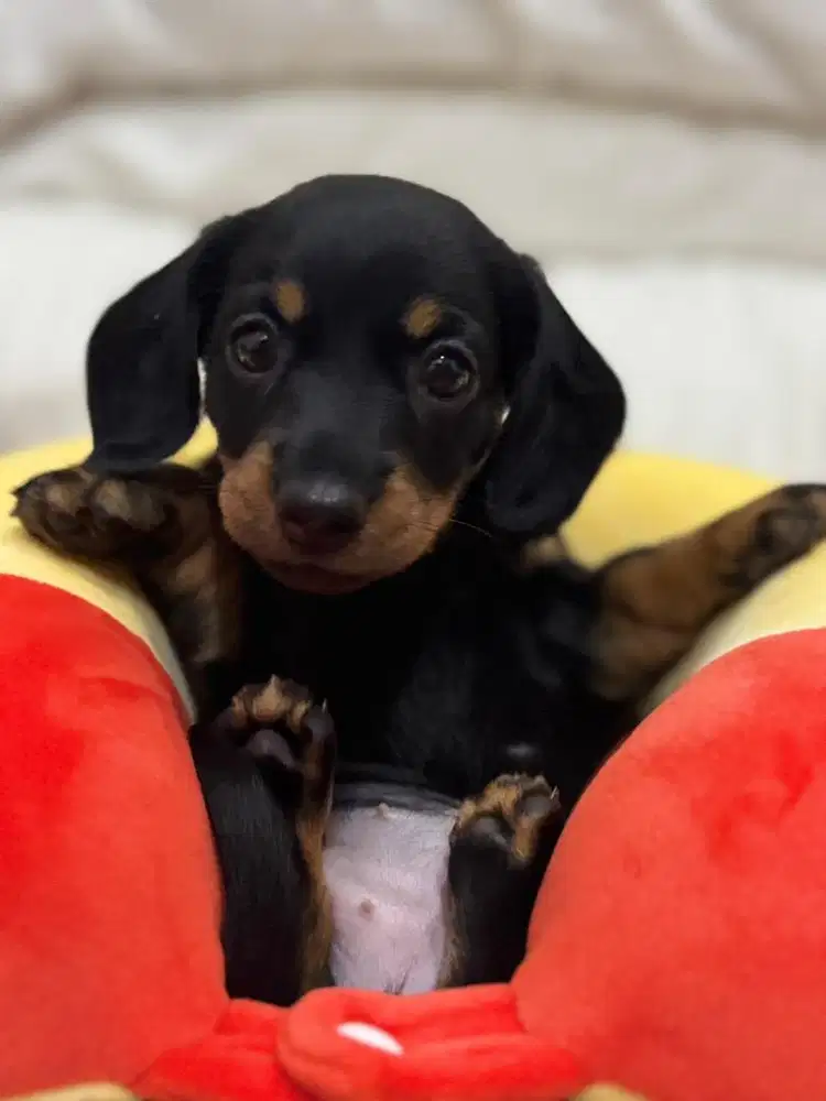 Opent adopt Stambun Mini tekel