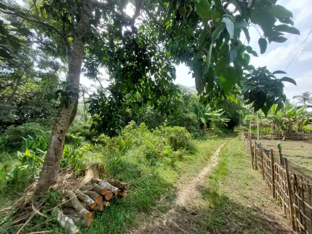 DIJUAL TANAH 1.200 m² – CIBARUSAH
COCOK UNTUK USAHA, PERKEBUNAN