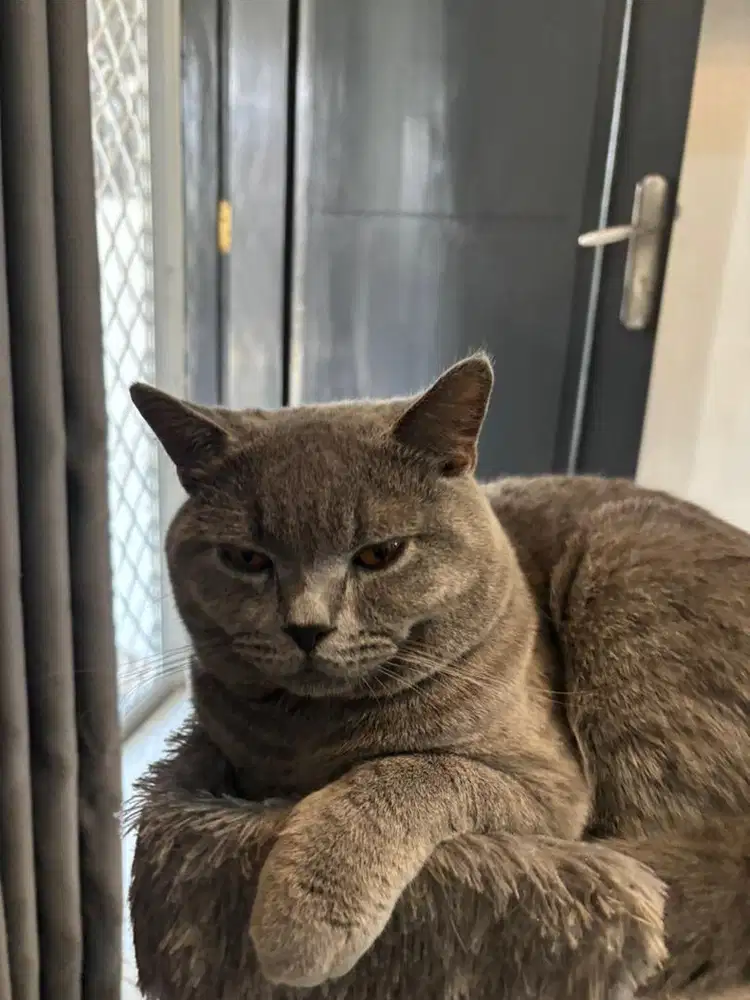 BU jual cepat BSH jantan usia 1 tahun