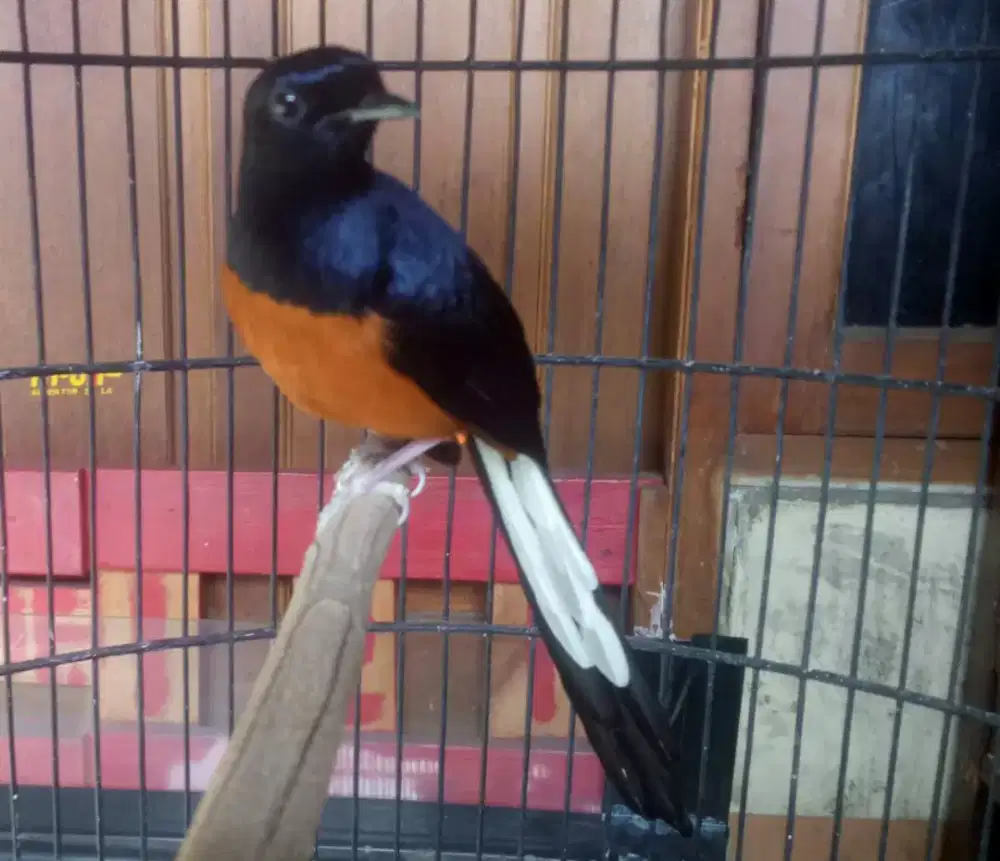 Murai batu Medan hutan  mabung