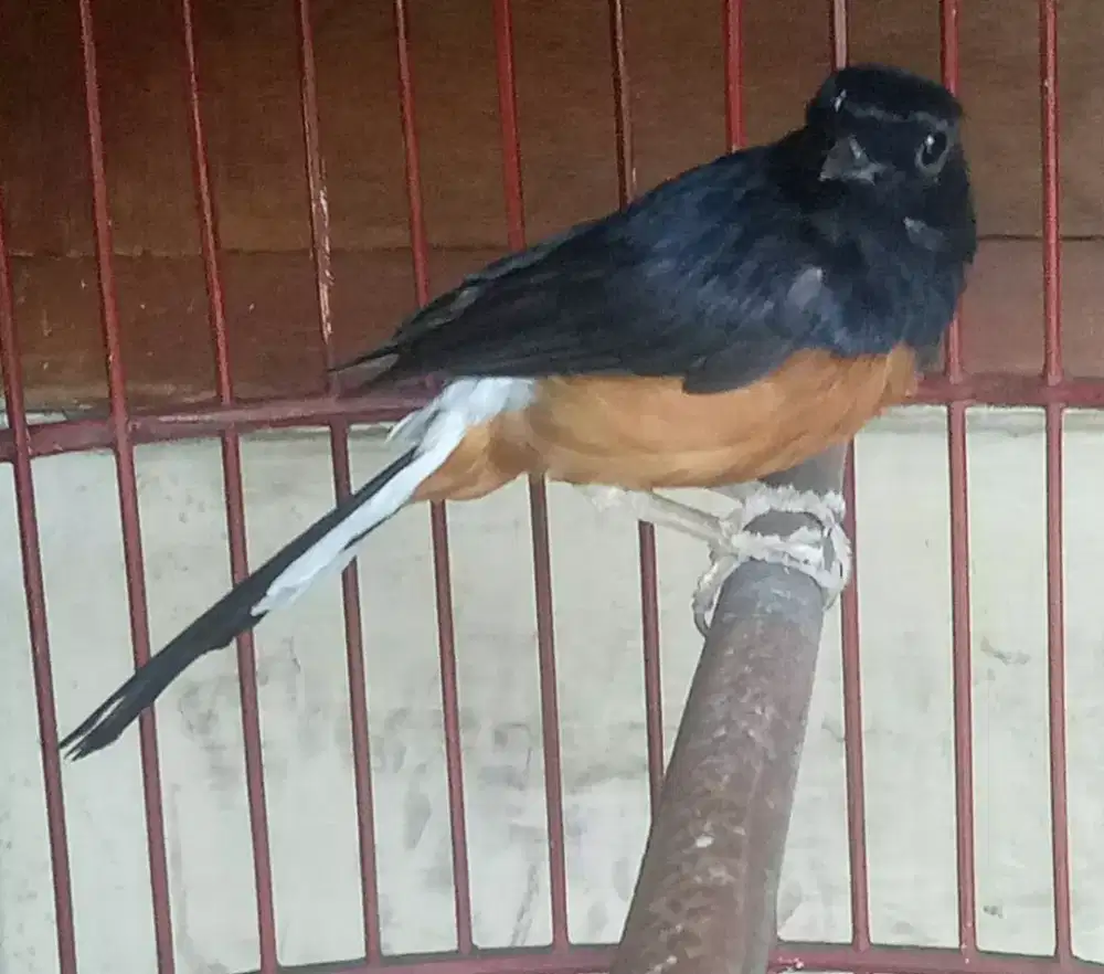 Murai batu rapi mabung