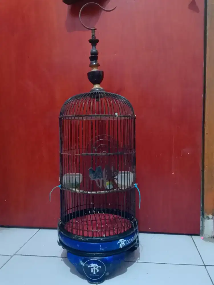 Burung kecil fullset termurah