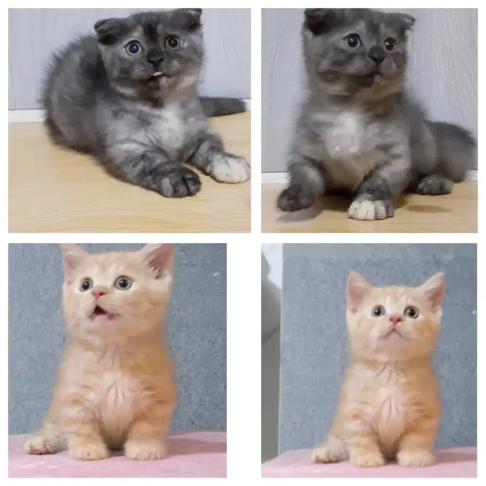 Munchkin Scottish fold betina