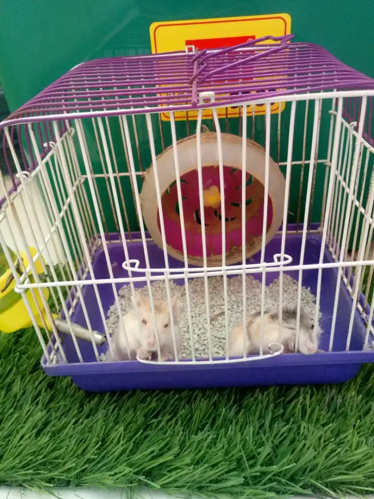 Kandang hamster