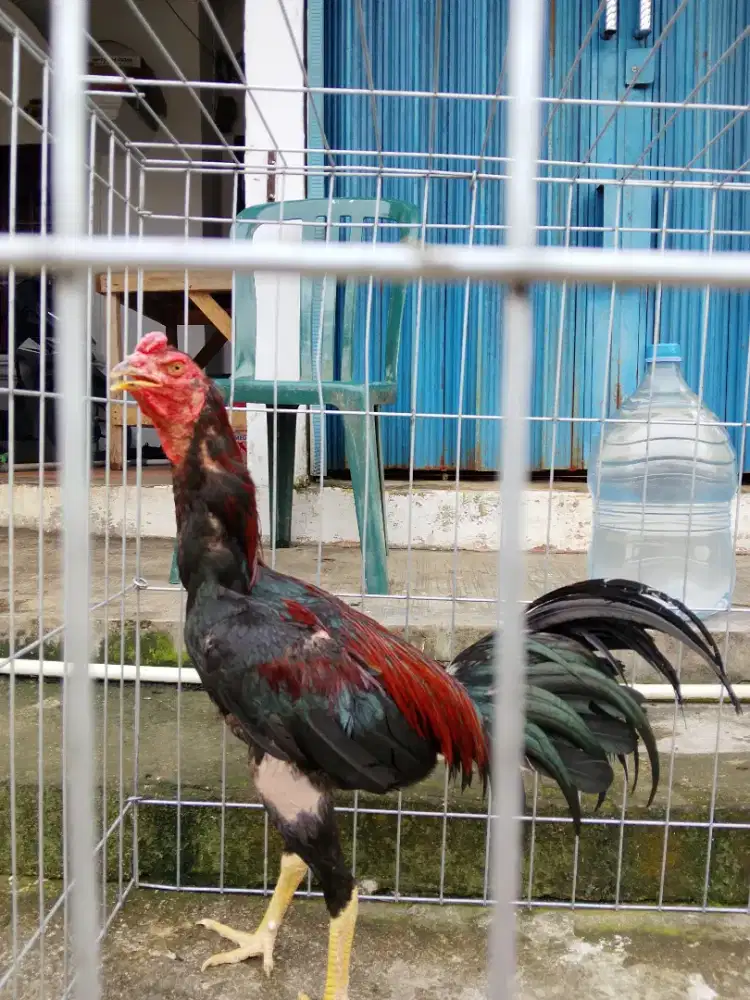 Bangkok pakoy umur 8 bulanan