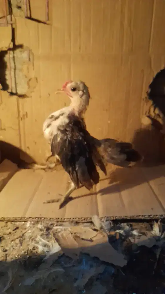 Serama sepasang well