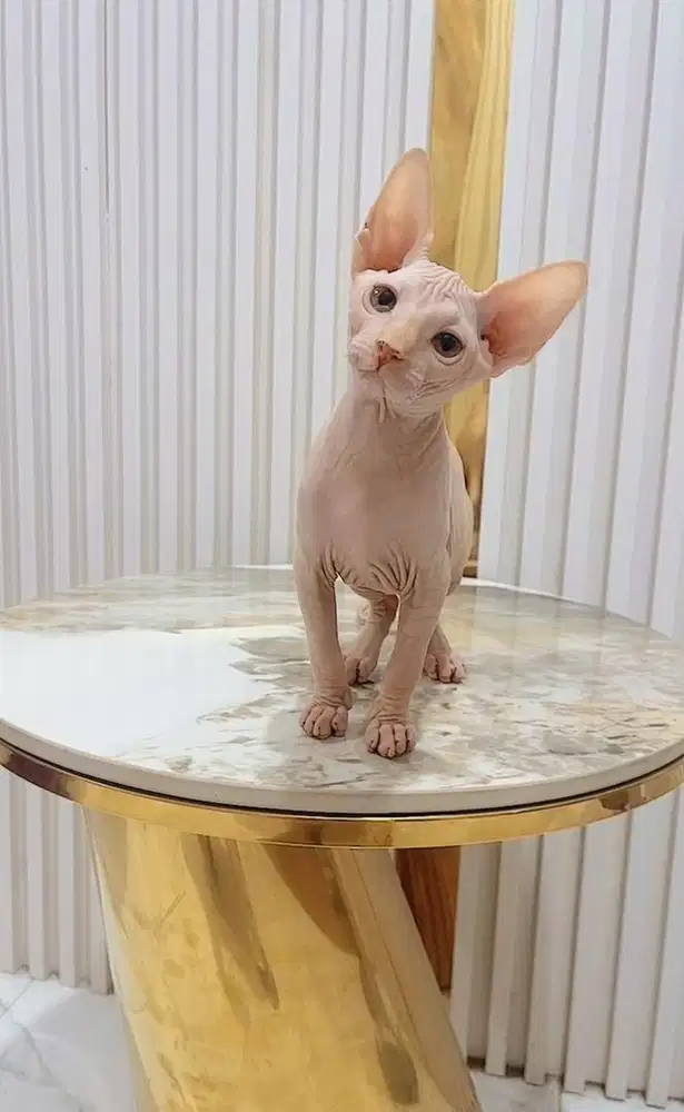 Kitten Sphynx Betina 3 Bulan