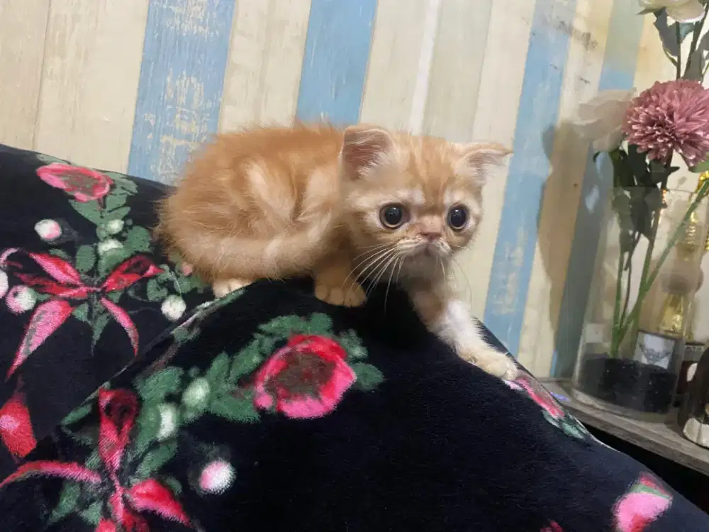 Shorhair flatnoss peknoses