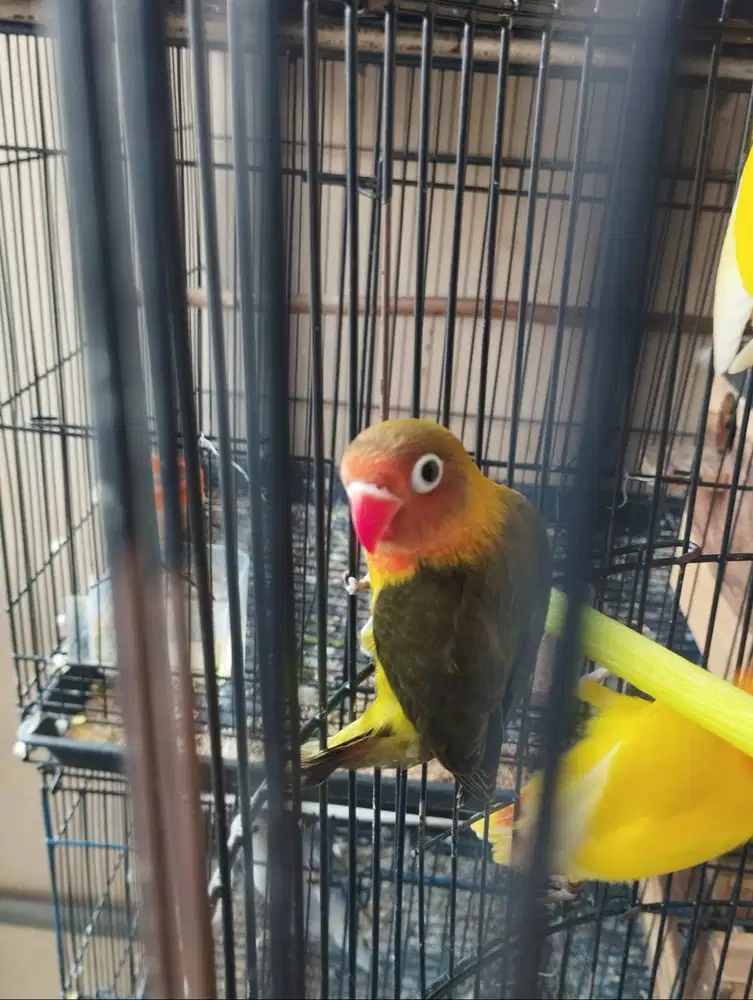 Burung Lovebird/ LB