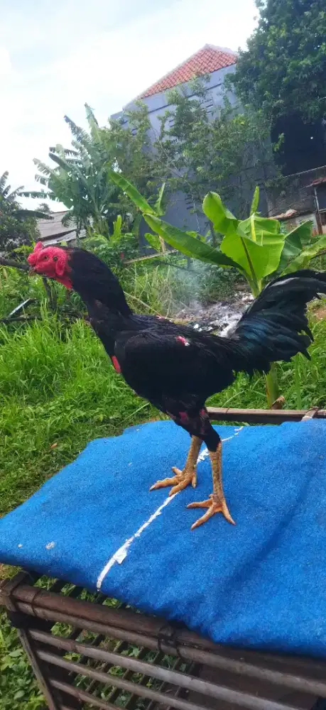 Jual ayam Bangkok black bull