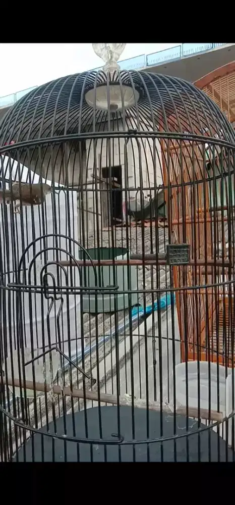 Ciblek Kristal Pastol