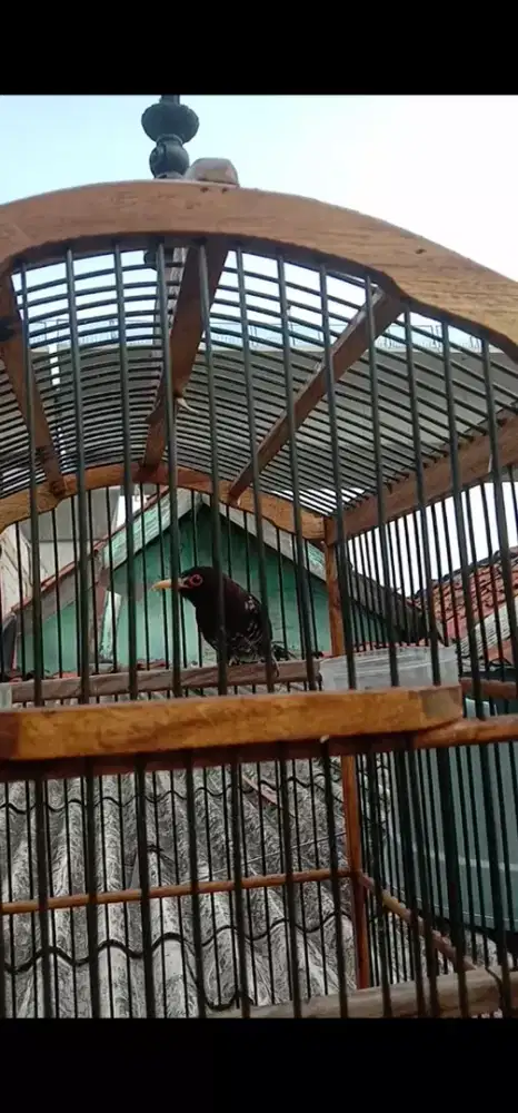 Kedasih Ungu Cungko Violet