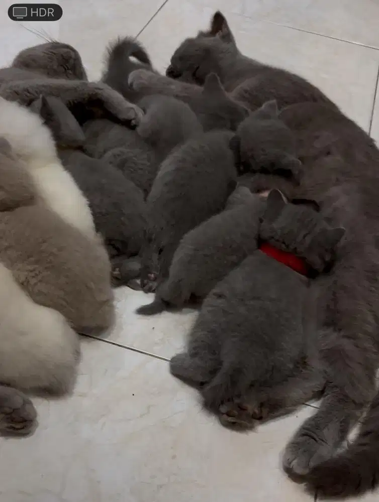 Jual salah 1 induknya jenis bsh kuping lipet (scotish fold)