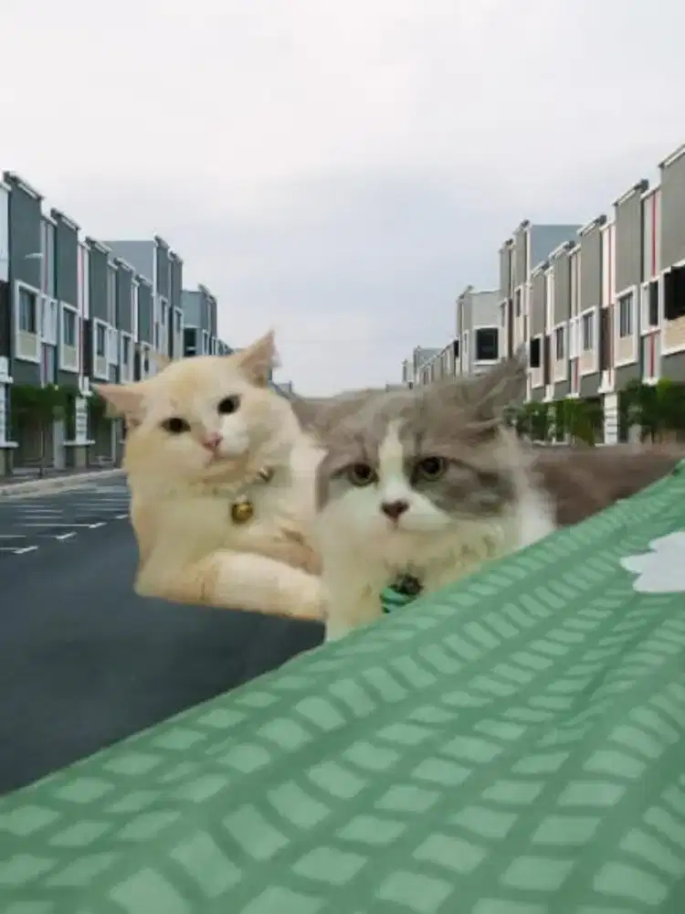 Buka jasa titip kucing