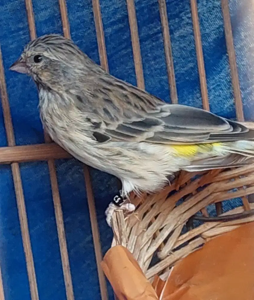 Blackthroat betina mapan