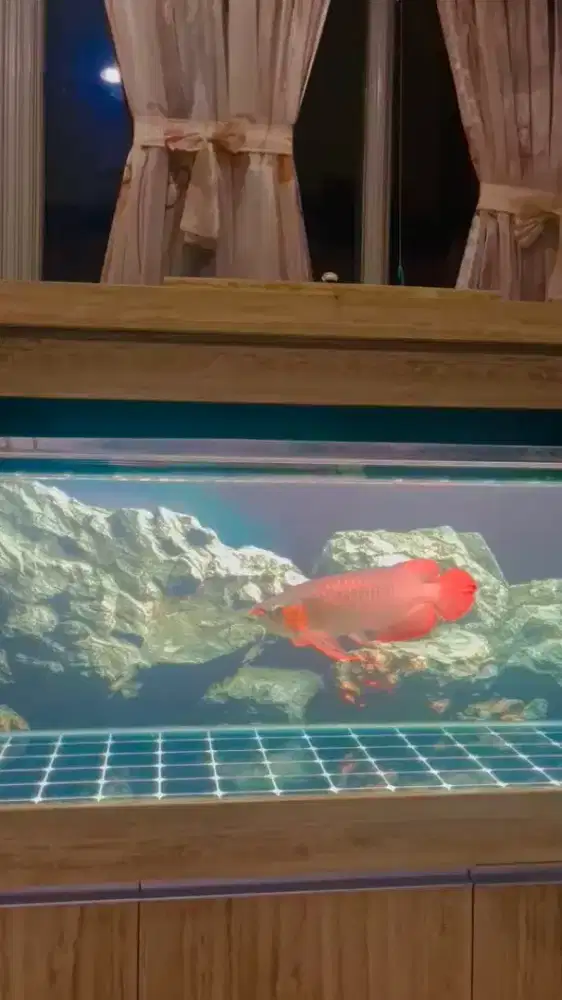 Arwana super red 47cm spek kontes realpict