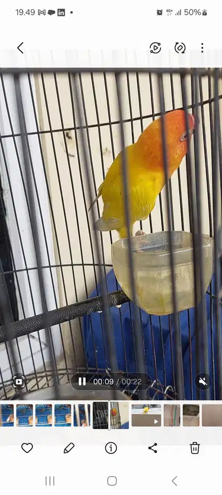 Lutino Betina  Mata Merah