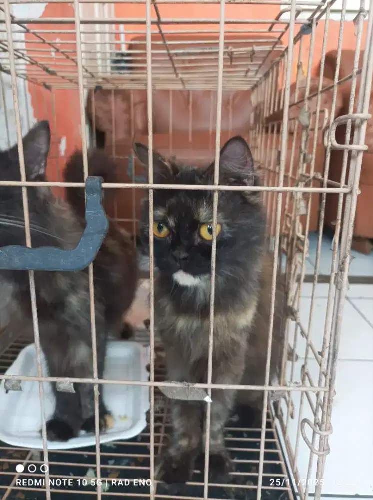 Kucing persia Himalaya