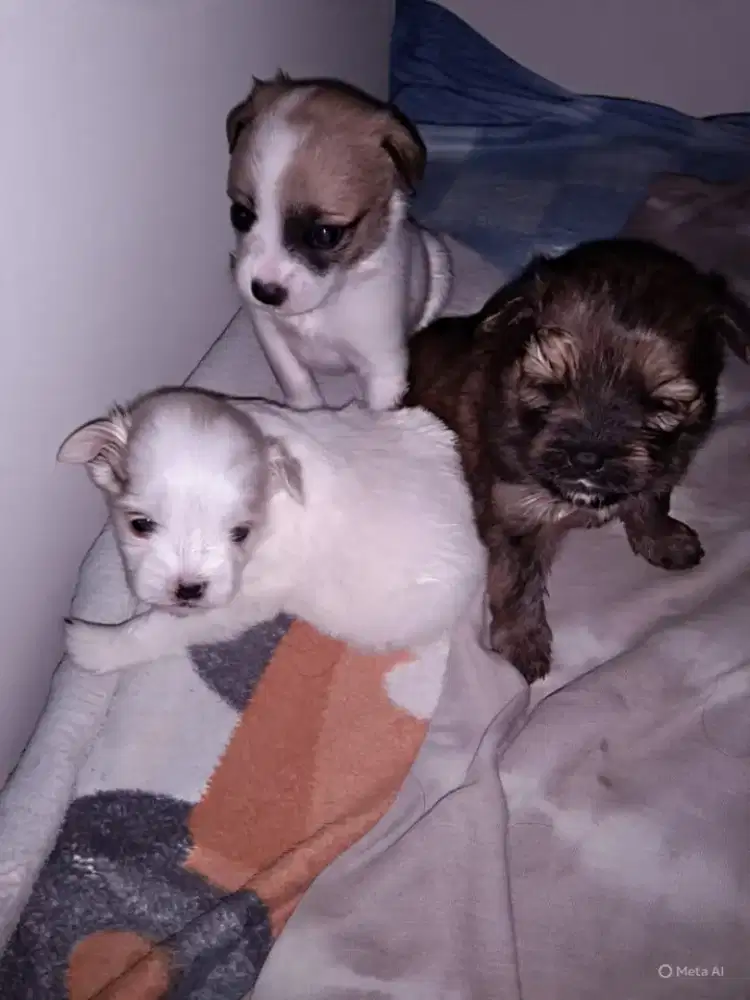 Anak Anjing Minipom mix Maltese