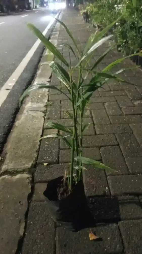 Tanaman Jahe — HSC2025