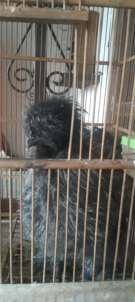 Ayam Silky, jantan Hitam