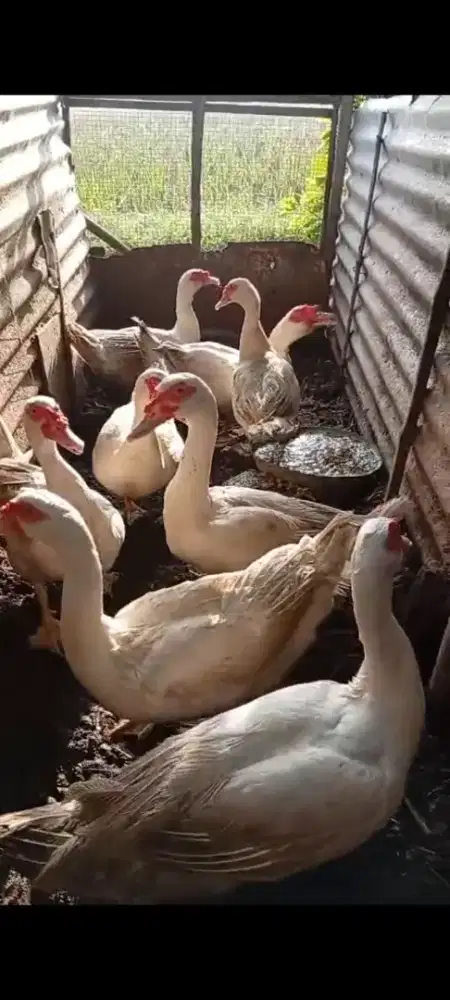 Entok / Mentok Jumbo Borongan 8 ekor (7 Jantan 1 Betina) Sehat Alami