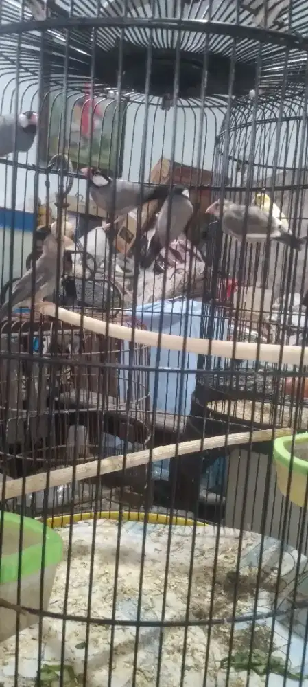 Burung Glatik splitan