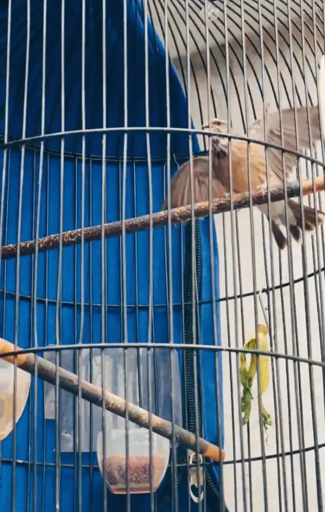 Blackthroat gacor buka sayap