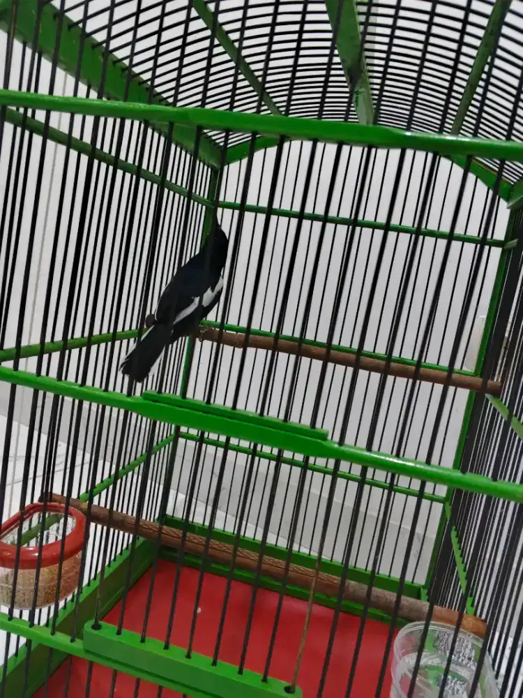 Di jual kacer daput rajin bunyi