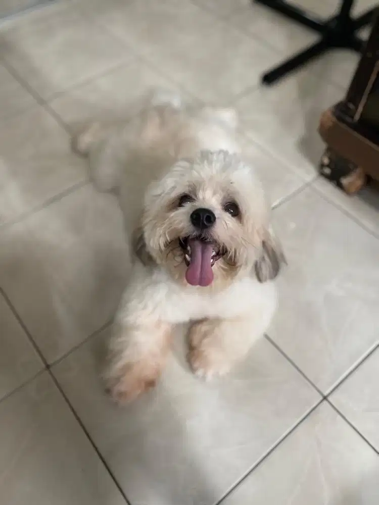 Dijual Anjing Shitzu Jantan 1 Tahun