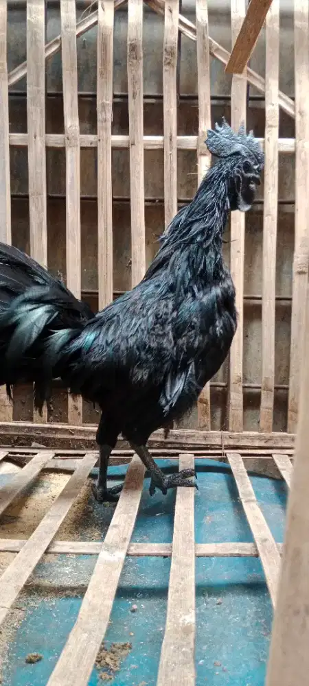 Sepasang Ayam Cemani LH