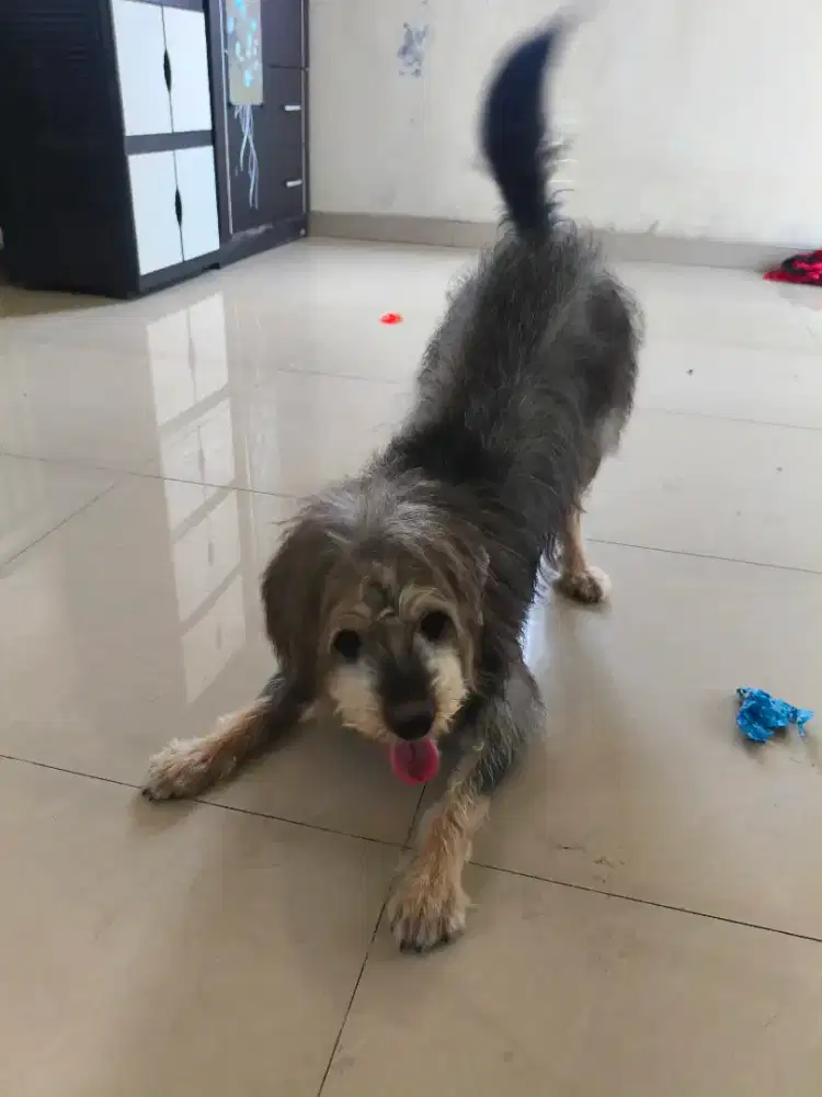 Anjing shih tzu mix hitam