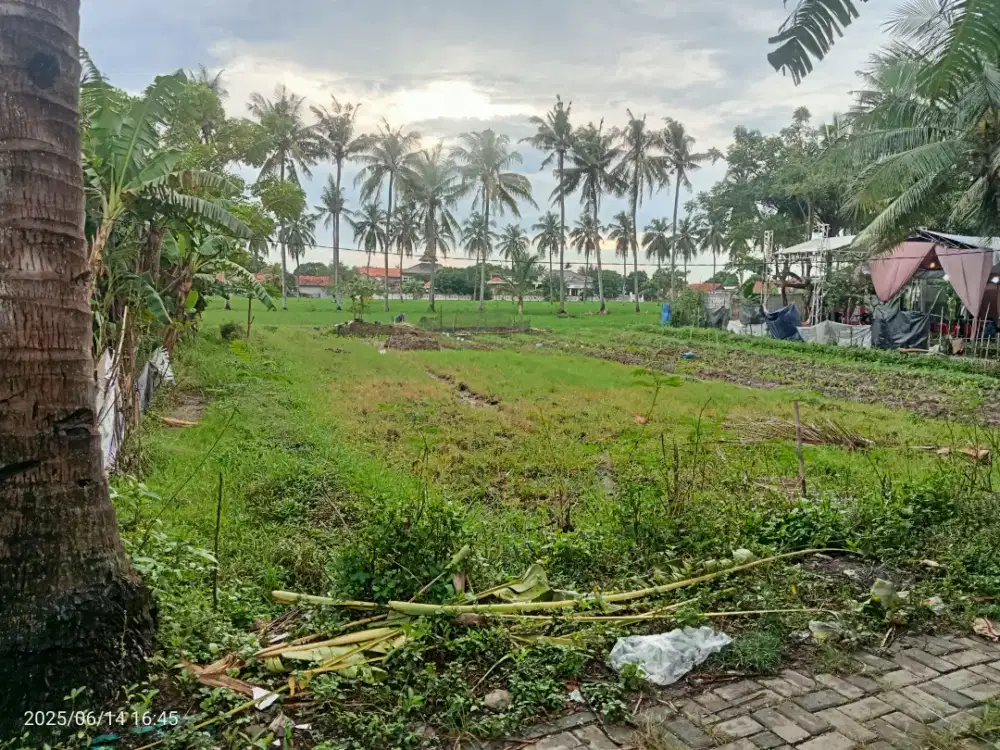 Di jual sawah bersertifikat