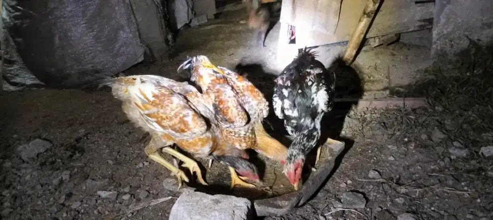 Pama cross Shamongon